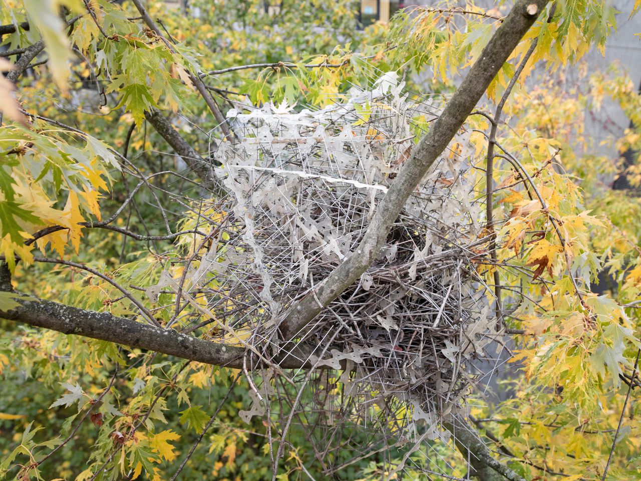 Het Antwerpse eksternest, gefotografeerd in oktober 2021. Het nest bevat 148 afzonderlijke vogelwerende strips met 1.500 pinnen.