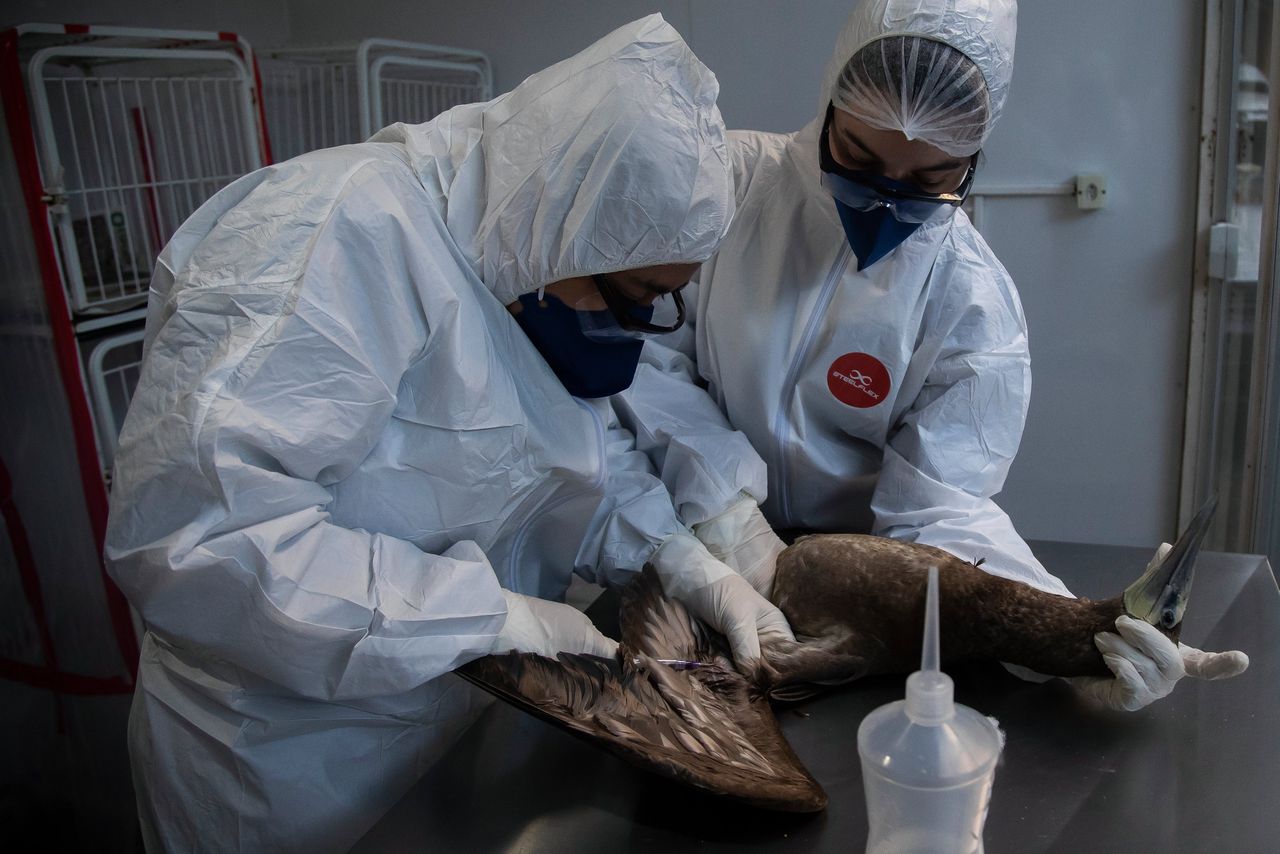 Wetenschappers in Brazilië onderzoeken een vogel op het H5N1-virus.