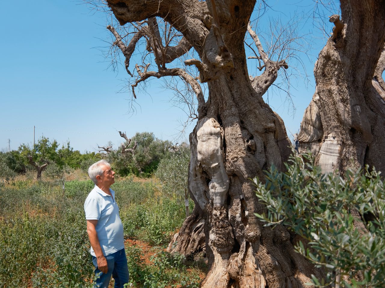 Boer Enzo Manni (68) staat aan de voet van de Reus van Felline, een eeuwenoude, gigantische olijfboom die het slachtoffer is geworden van de bacterie xylella fastidiosa.