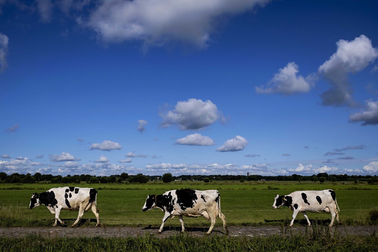 Koeien in de wei. Iets meer dan 1 procent van de FrieslandCampina-producten heeft het stempel ‘biologisch’.