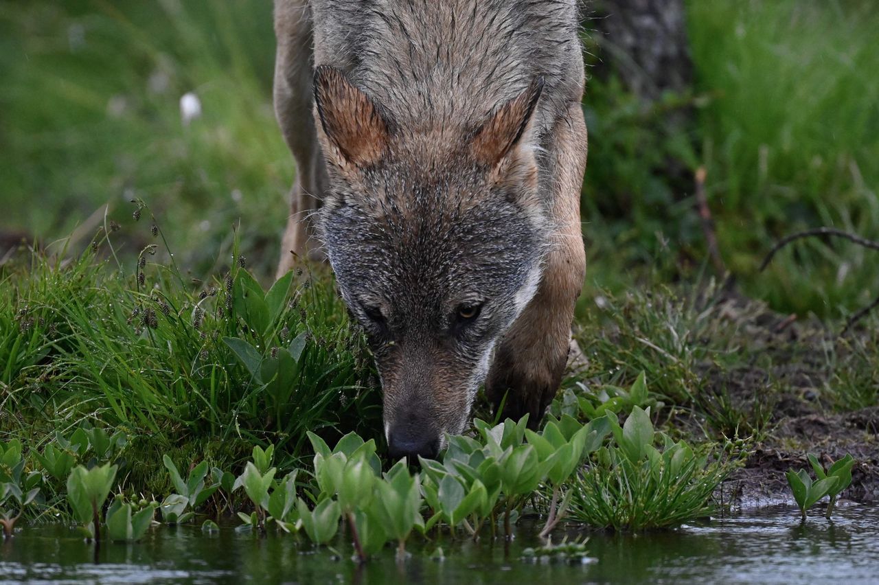 Volgens de dierenrechtenorganisaties had de wolf na het incident niet doodgeschoten mogen worden.