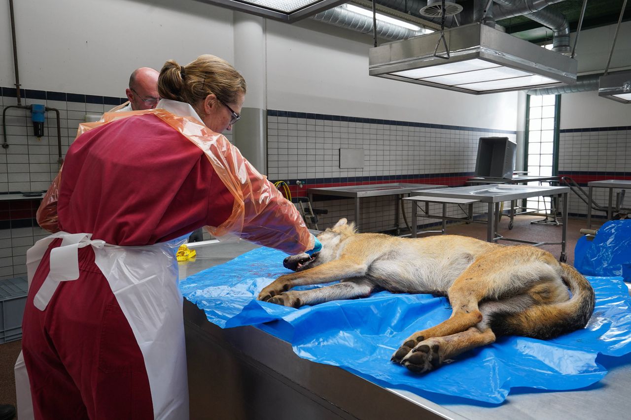 Een patholoog van het Dutch Wildlife Health Centre van de Universiteit Utrecht neemt een monster bij de tanden van de wolf.