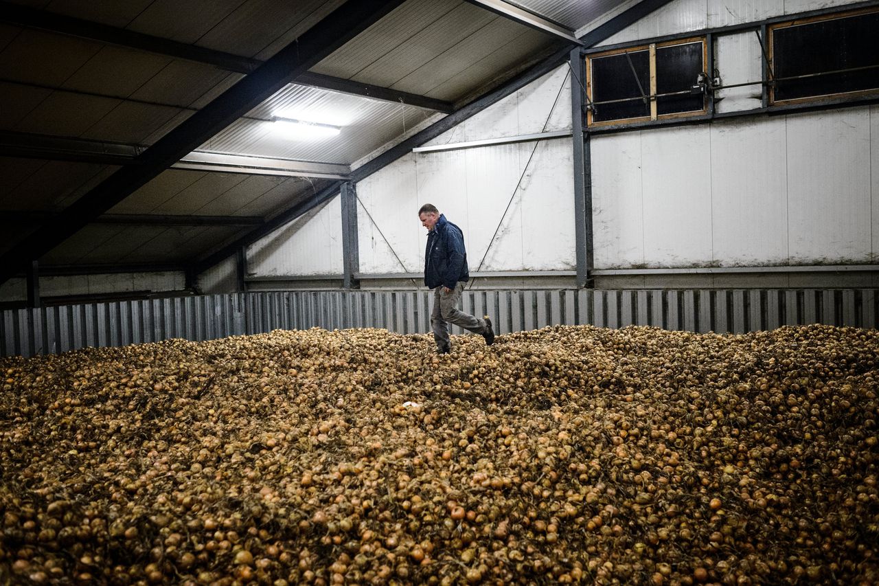 Een boer tussen zijn uien in de schuur. Hij is gestopt met het gebruiken van bestrijdingsmiddelen, om de omschakeling naar biologisch boeren te maken.