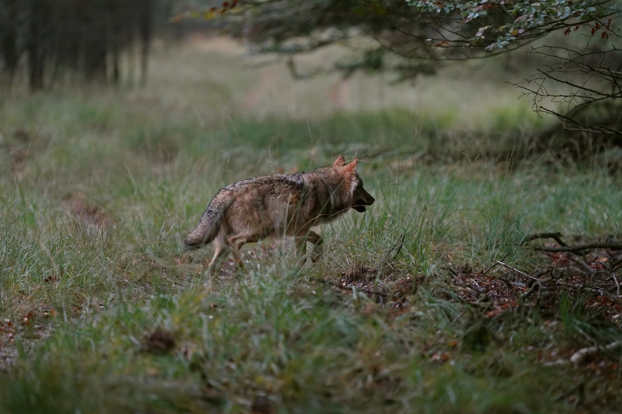 Het is voor zover bekend de eerste keer dat een wolf een mens aanvalt sinds het dier terug is in Nederland.