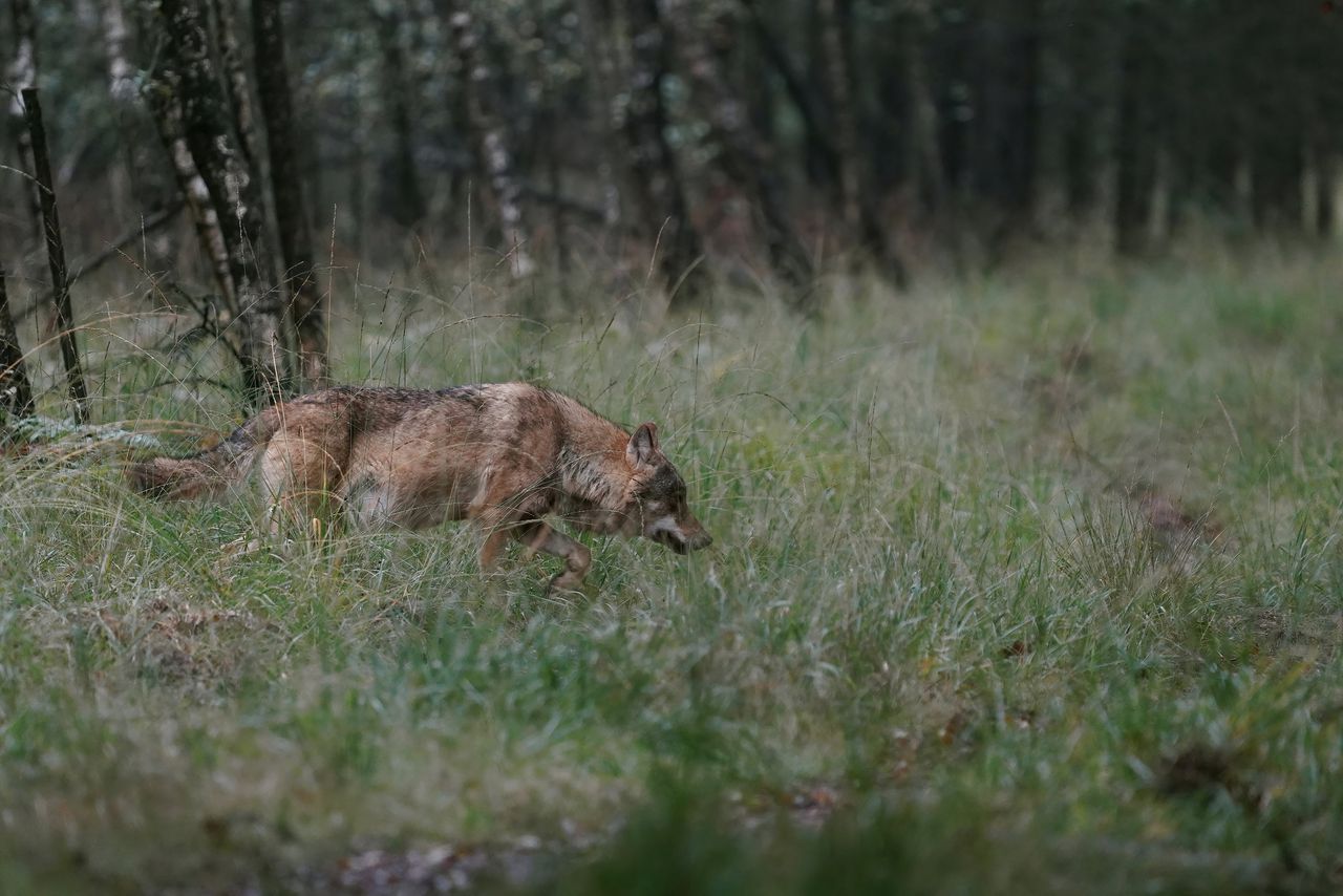 Een wolf op de Veluwe (niet degene die later werd doodgeschoten).