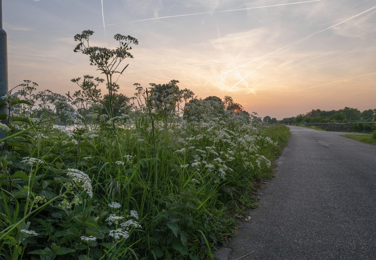 Een berm op een vroege avond in het voorjaar, langs een dijk in Noord-Limburg.