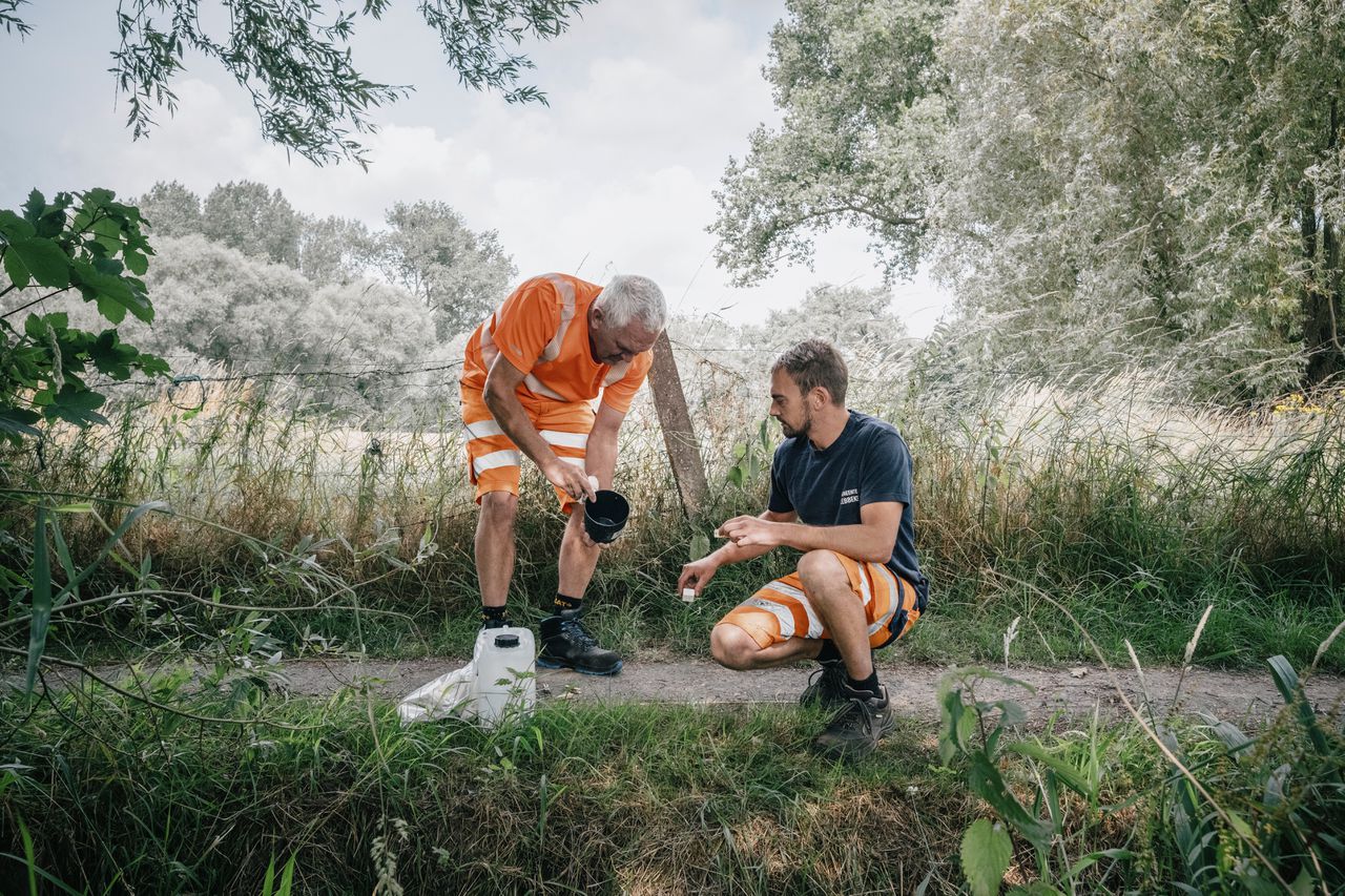 Medewerkers van de technische dienst van de Oost-Vlaamse gemeente Lebbeke verversen een val voor tijgermuggen.