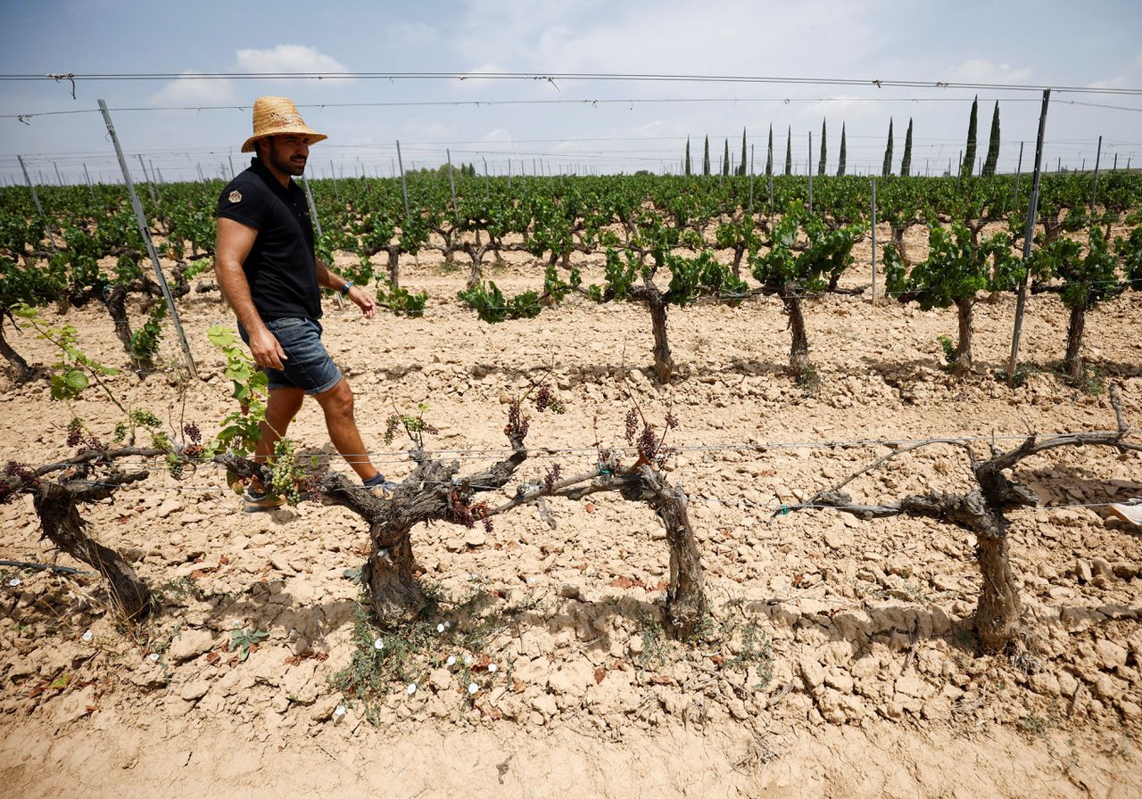 Wijngaard voor de productie van cava in Spanje, dat veel last heeft van droogte. Prijsstijging als gevolg van droogte is een voorbeeld van ‘klimaatflatie’.