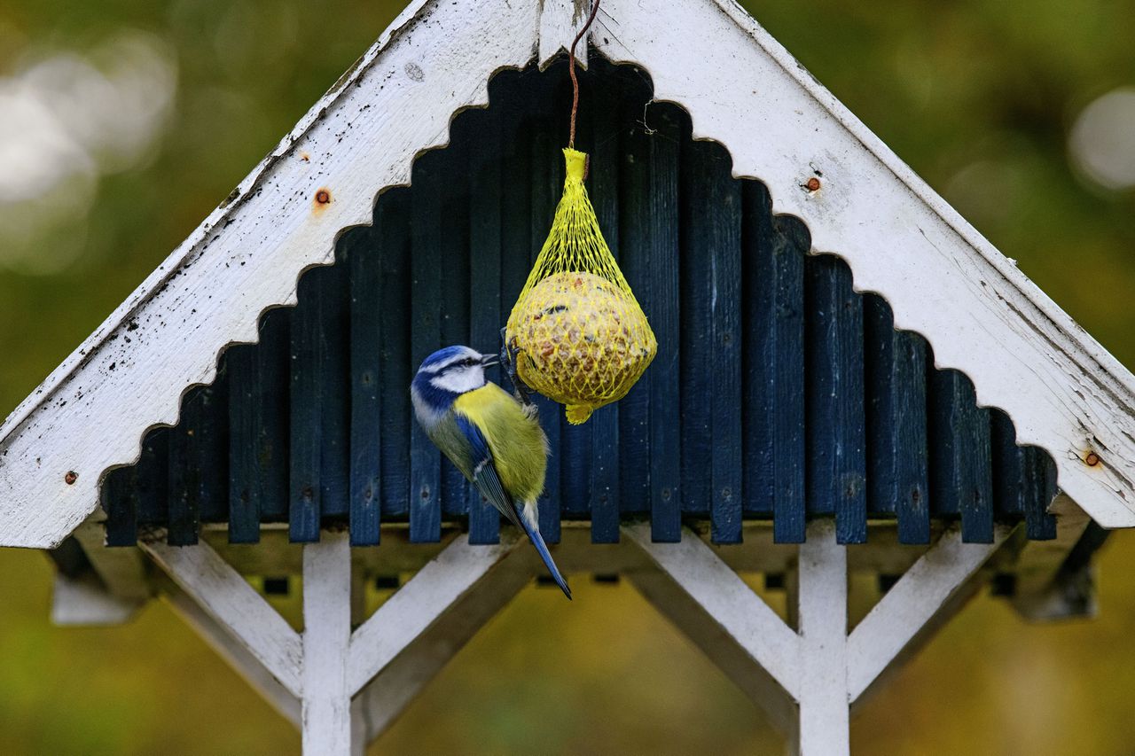 Een pimpelmees op een vetbolletje. Het voeren van vogels kan ook nadelig zijn. Zo kunnen ziektes zich verspreiden via voedertafels en vogelbadjes.