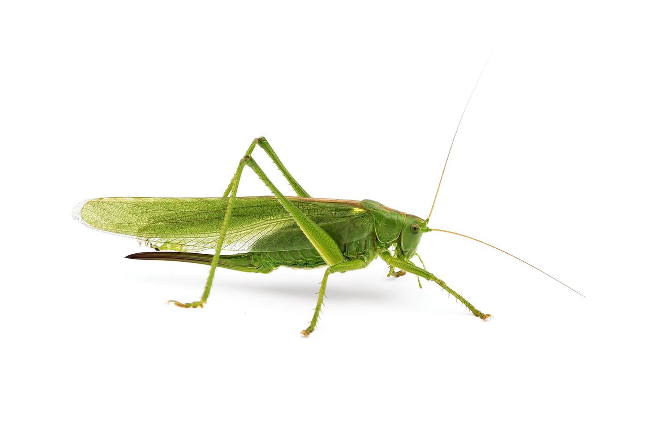 Een grote groene sabelsprinkhaan (Tettigonia viridissima).