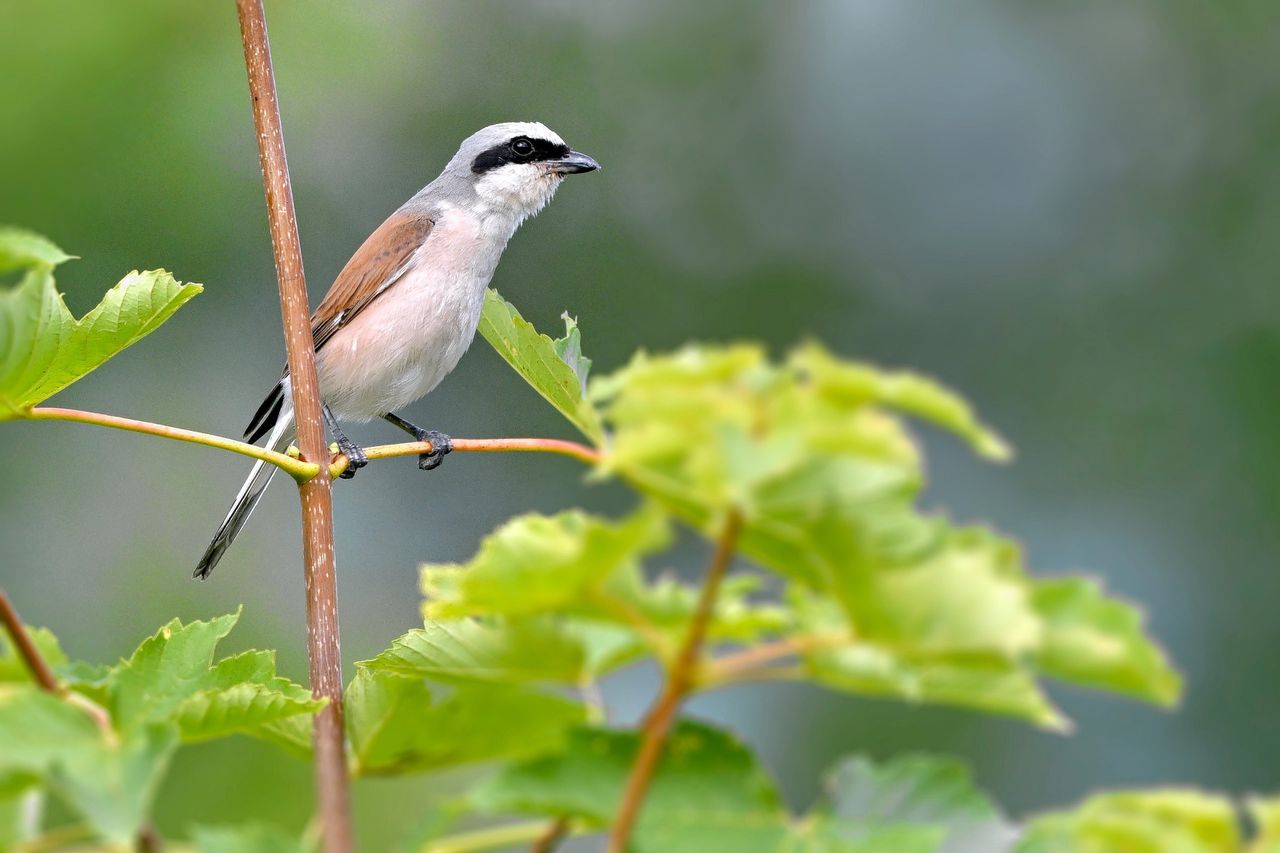 Grauwe klauwier (Lanius collurio)