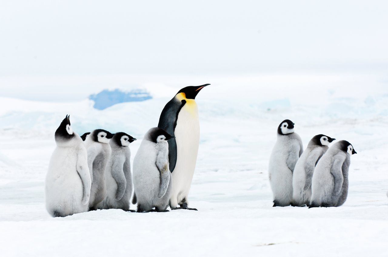 Rond Antarctica komen acht soorten pinguïns voor, waaronder de keizerspinguïn. Foto Mike Hill