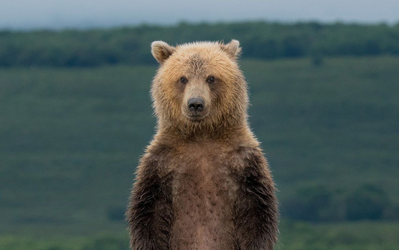 Een bruine beer op het Russische schiereiland Kamtsjatka.