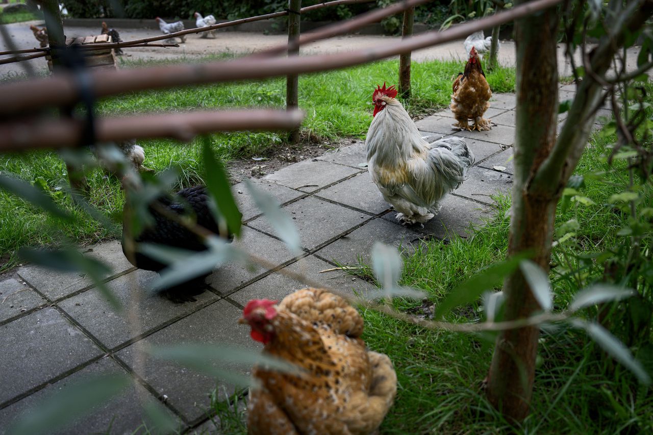 Kinderboerderij de Bolderhoeve in Sliedrecht.