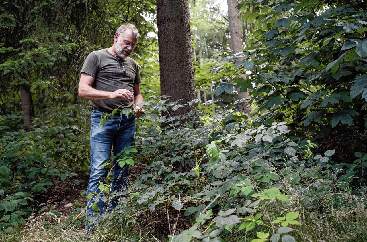 Rense Haveman tussen de bramen op de Westerbouwing in Renkum. „Het kost jaren om ze te leren kennen. Je moet veel verzamelen, veel in het veld zijn, veel in het herbarium bladeren.”