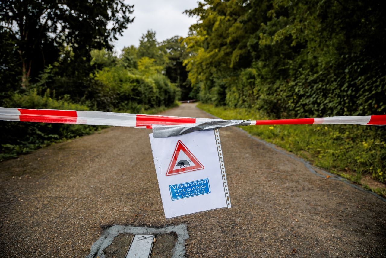 Na een aantal incidenten met wilde zwijnen in en rond het Zuid-Limburgse Bunde is het bos vlak bij het dorp afgesloten.