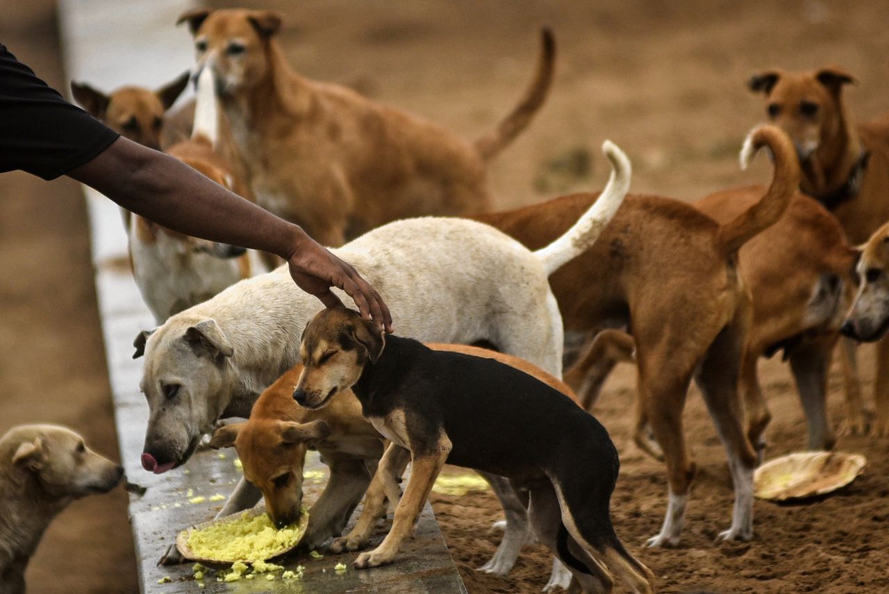 Zoogdieren zoals honden en vleermuizen kunnen rabiës overbrengen op mensen.