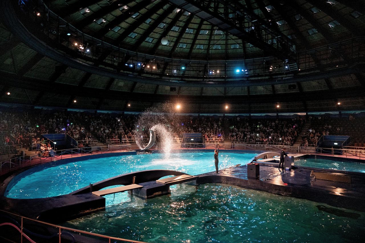 Voorstelling in Oceanica in het Dolfinarium Harderwijk.