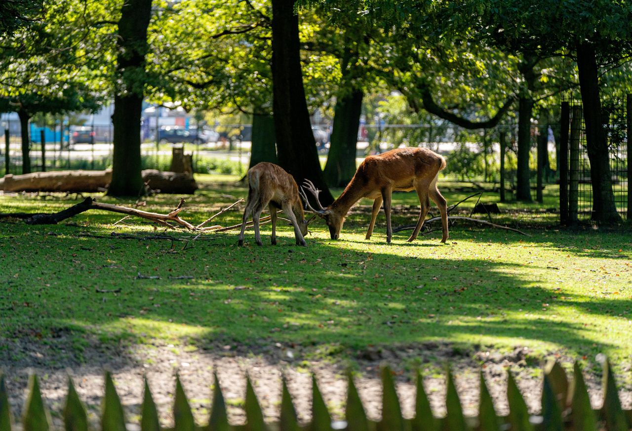 Het hertenkamp op de Koekamp in Den Haag is het oudste van Nederland. Al in 1450 stonden hier herten.