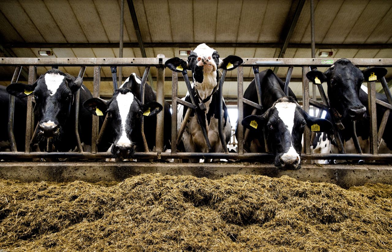 Koeien in een stal in het Friese Koudum. In Nederland zijn er bijna 2.500 boerenbedrijven die op dit moment deels zonder vergunning hun boerenbedrijf runnen.