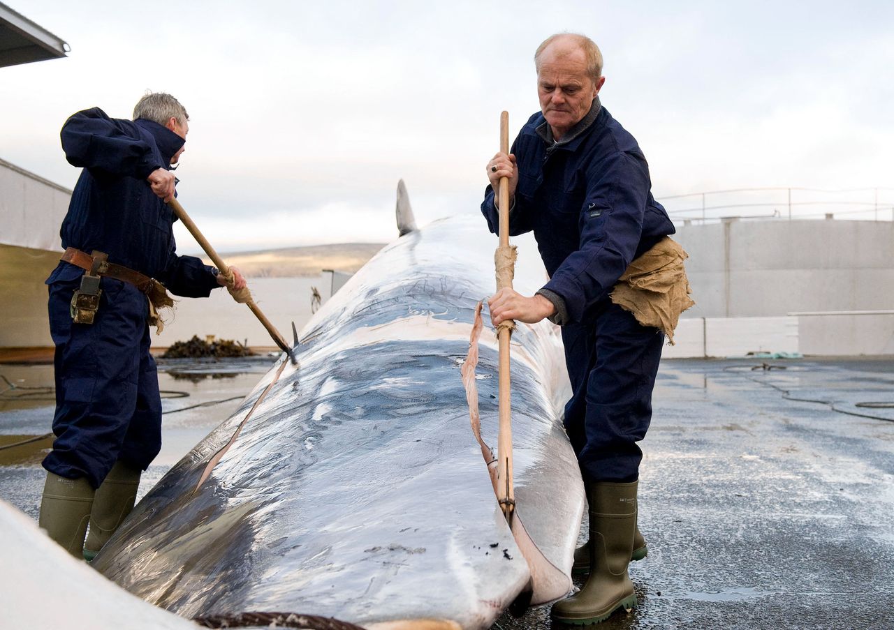 Een vinvis gevangen door Hvalur wordt geslacht aan de IJslandse kust.