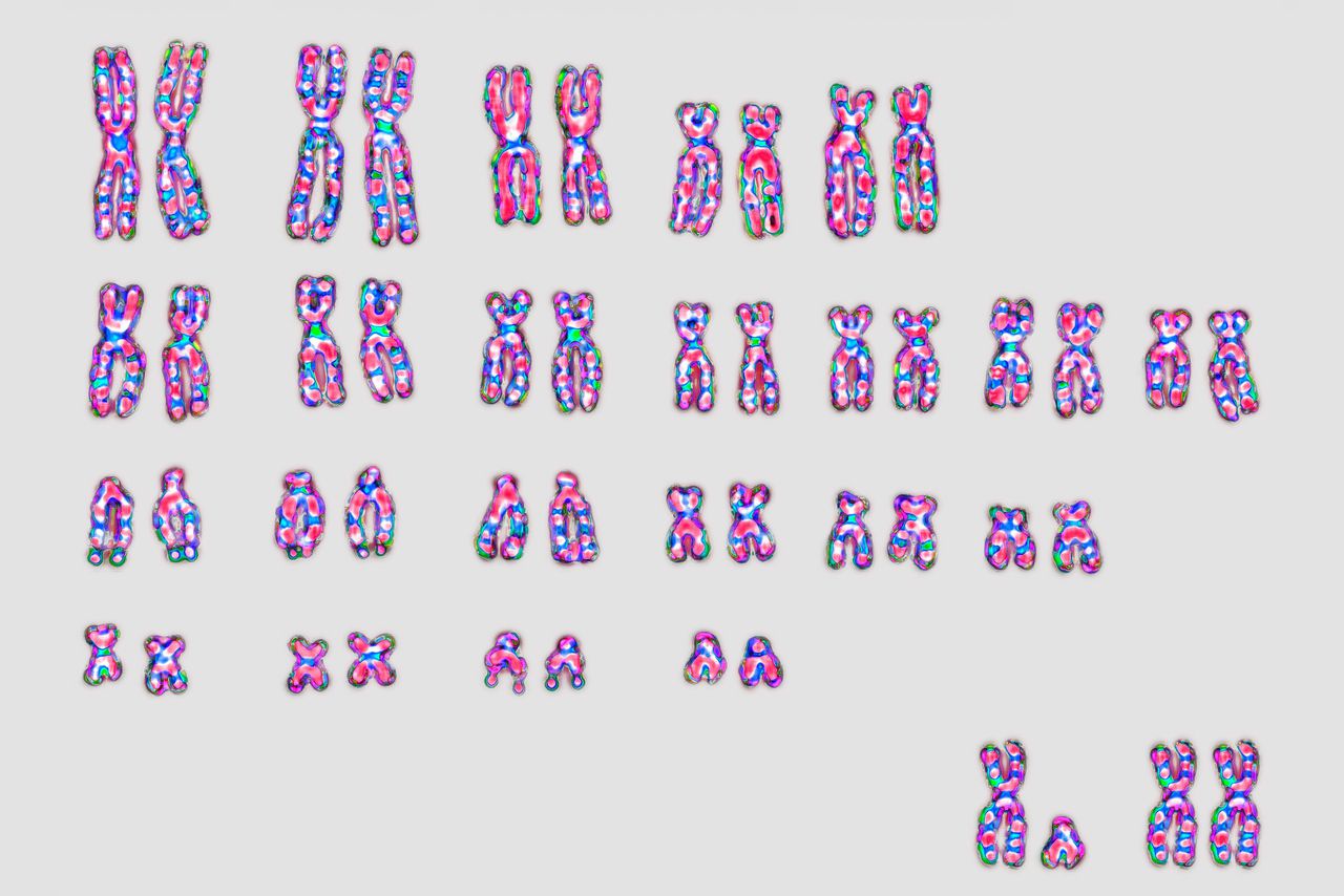 De mens heeft 23 paren chromosomen. Het laatste paar (rechtsonder) bestaat uit een Y- en een X-chromosoom (bij mannen) of twee X-chromosomen (bij vrouwen). Het Y-chromosoom werd in 1905 ontdekt door de Amerikaanse genetica Nettie Stevens.