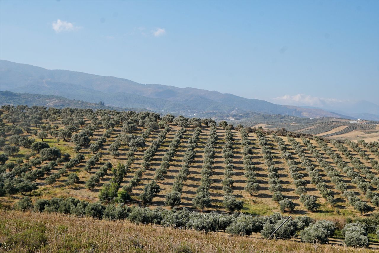 Olijfboomgaarden rondom het Turkse dorpje Dikmece. Een deel is onteigend om er woningen te bouwen voor slachtoffers van de aardbeving van februari.