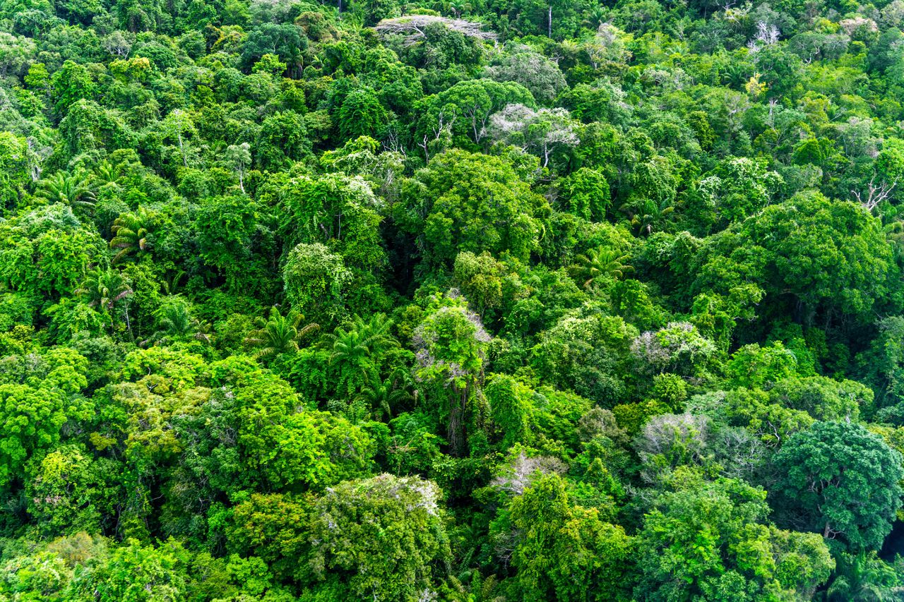 Zo'n zestig procent van het Amazonegebied ligt in Brazilië.