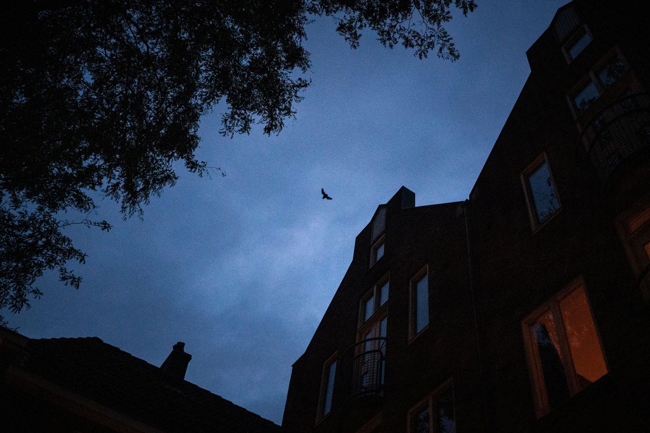 Een vleermuis vliegt door de lucht in het centrum van Deventer.