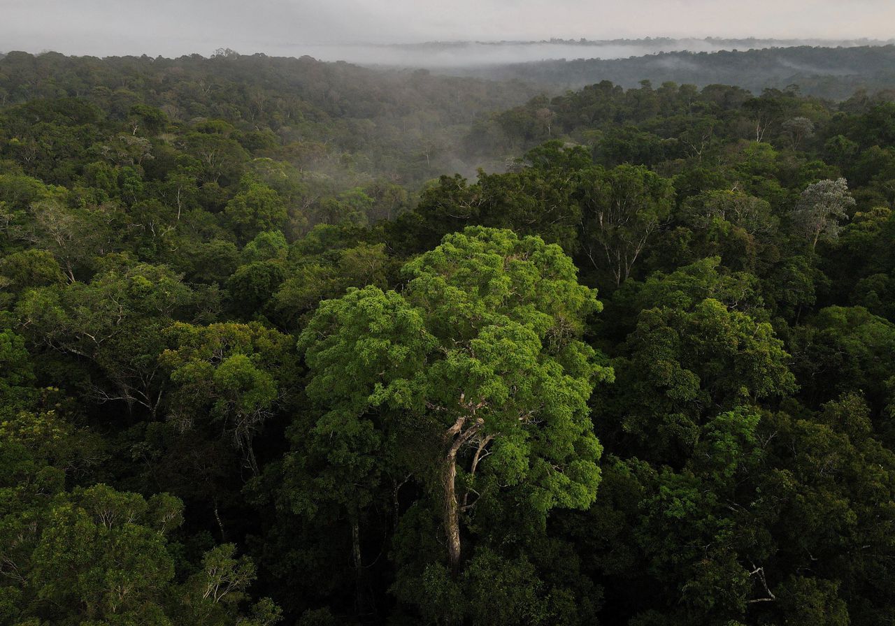 Het bladerdak van het tropisch bos in de buurt van de Braziliaanse stad Manaus in et Amazonegebied.