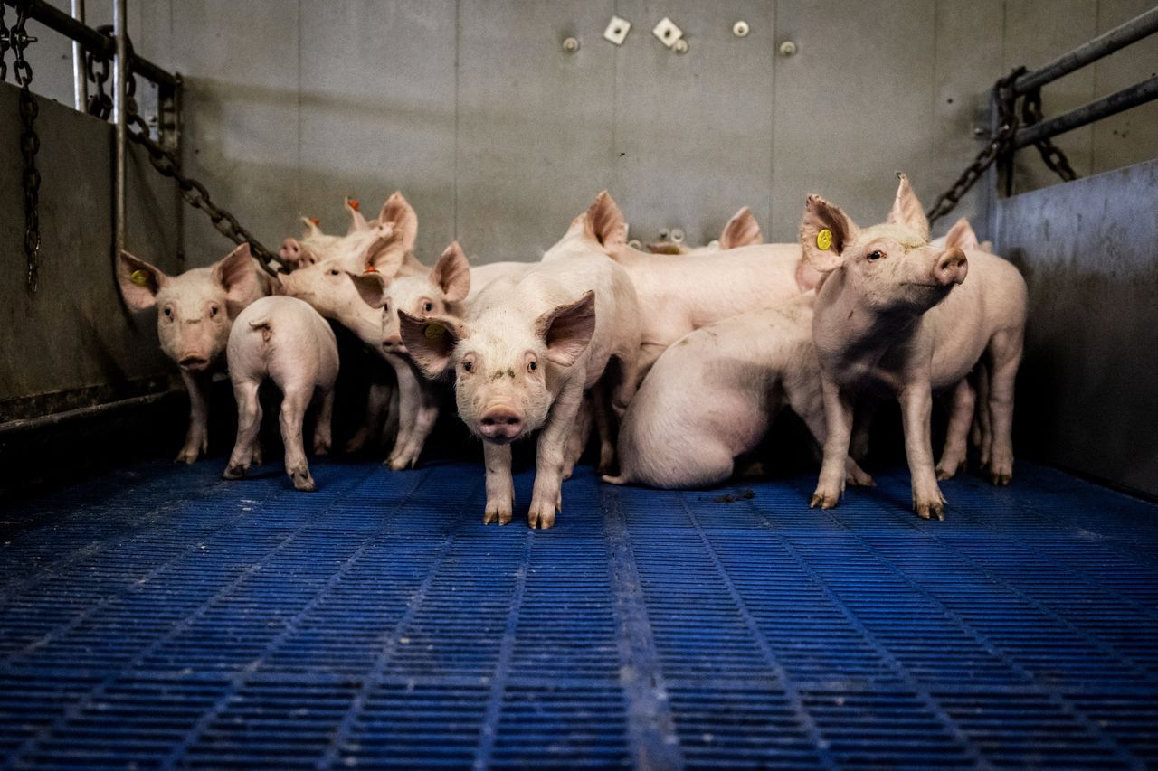 In Brabant wonen meer varkens (ruim vijf miljoen) dan mensen (nog geen drie miljoen).