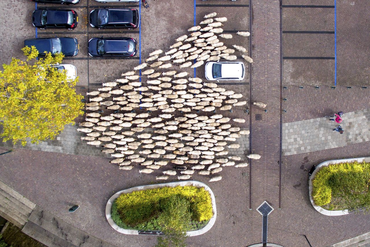 Een kudde schapen op weg naar Leeuwarden Foto Jilmer Postma ANP