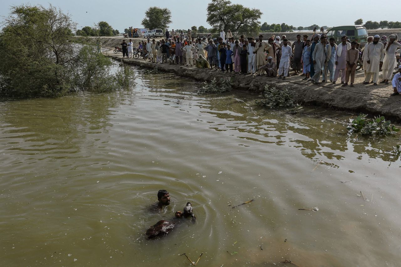 Een boer helpt vee op het droge na overstromingen in de Pakistaanse provincie Punjab in augustus. Dergelijke overstromingen zullen volgens een rapport van The Global Fund „een dramatische stijging” van het aantal malaria-infecties veroorzaken.