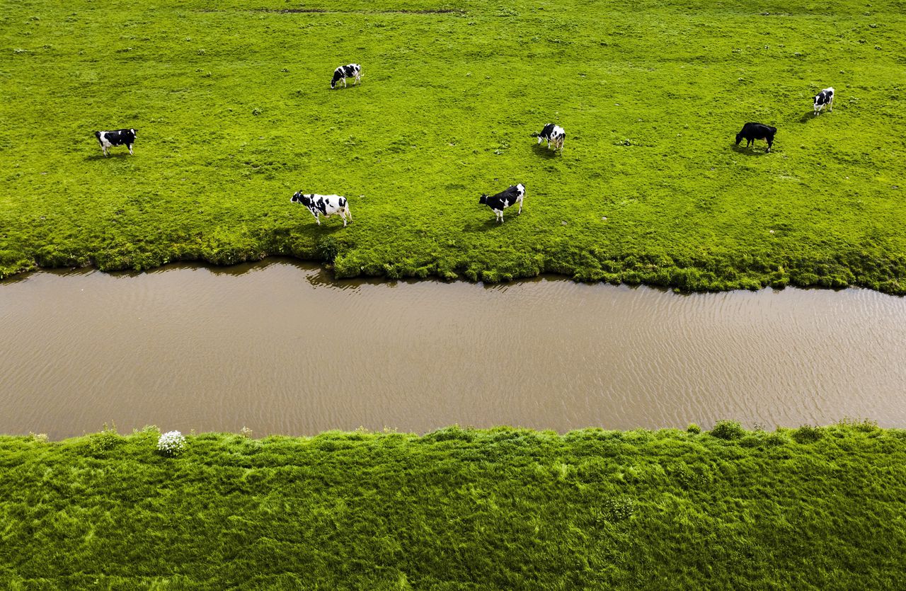 Dronefoto van koeien bij een sloot in de Hoeksche Waard.