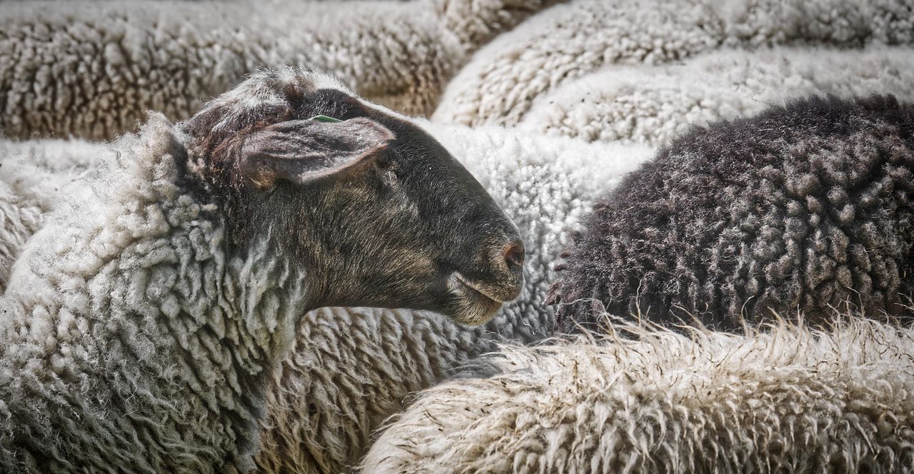 Schapen en runderen kunnen door het virus onder meer koorts, ontstoken slijmvliezen en zweertjes aan de uiers krijgen.