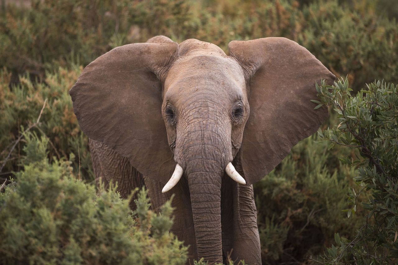 Een Afrikaanse olifant