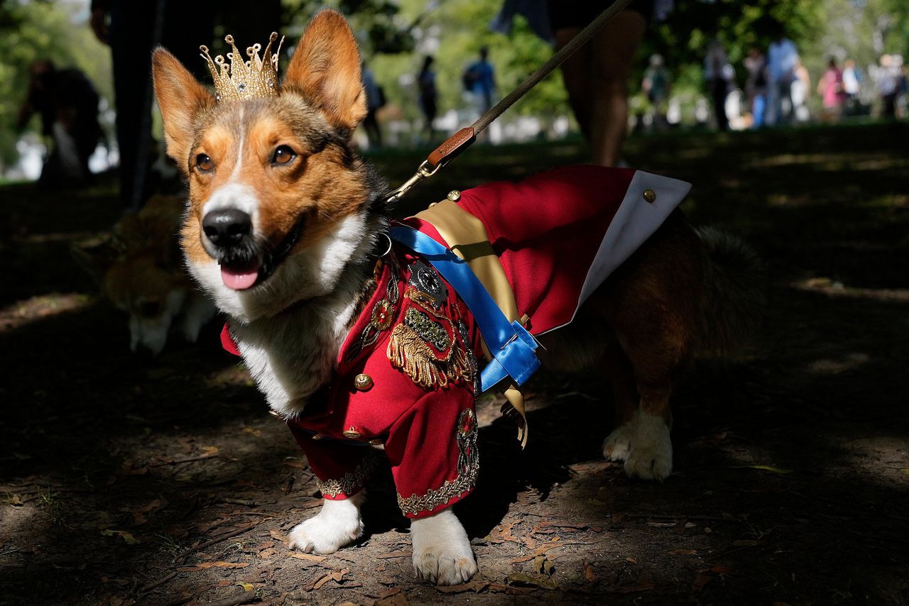 Ruffus, een Cardiganshire Corgi neemt in vol ornaat deel aan de corgi-herdenkingsparade voor wijlen koningin Elizabeth, op 3 september bij Buckingham Palace in London. Alastair Grant