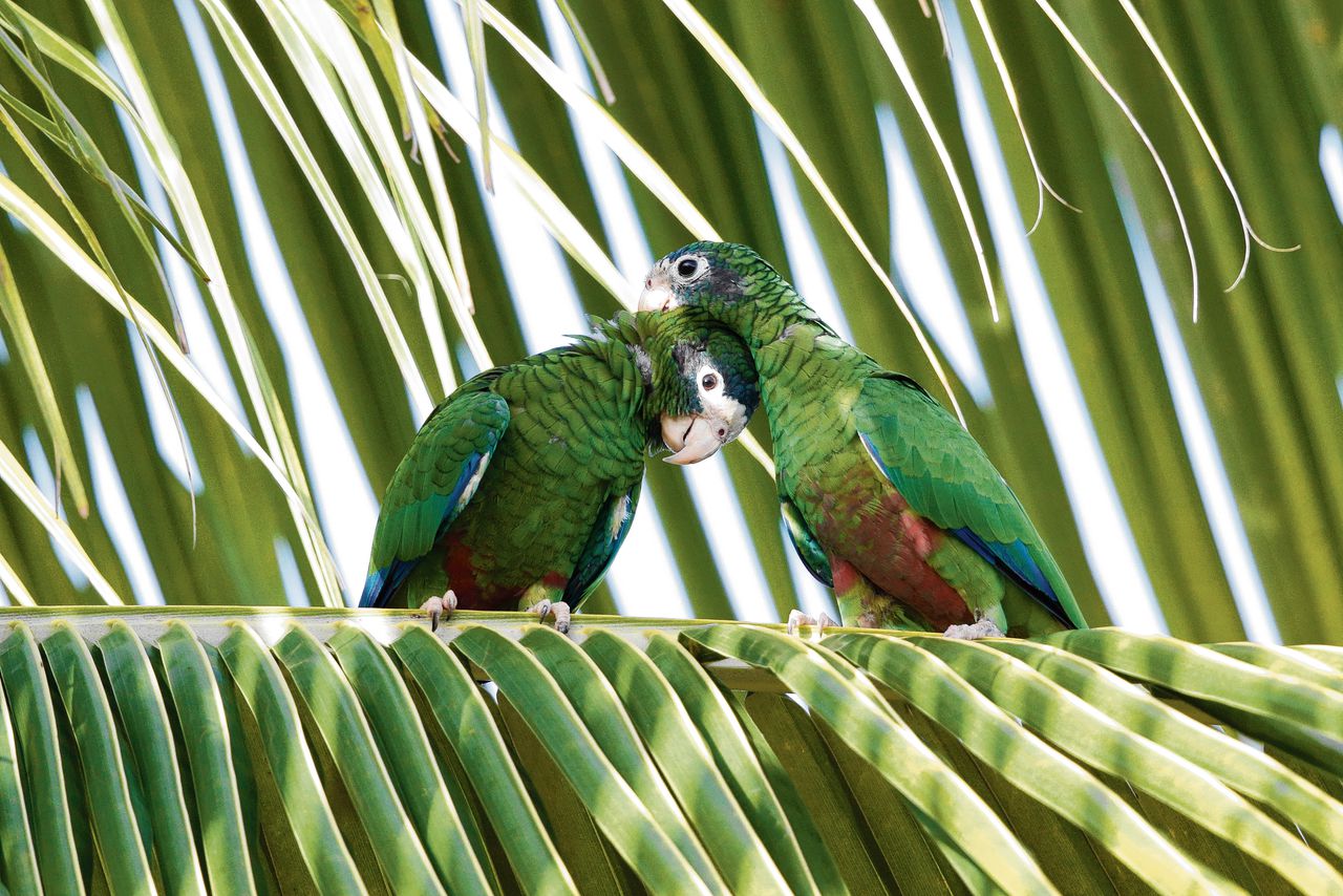 Twee Hispaniola-amazones, de soort gaat sterk in aantal achteruit als gevolg van ontbossing en huisdierenhandel.