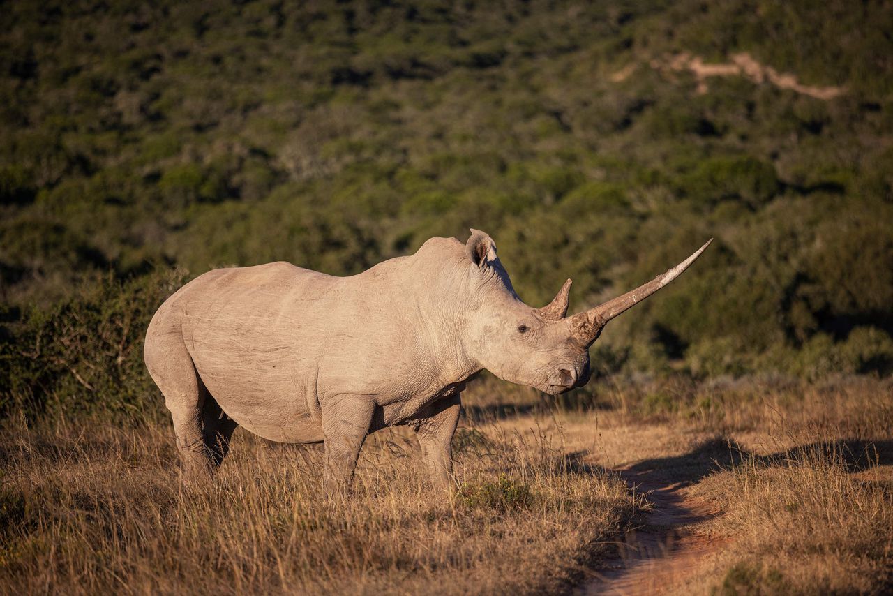 Een neushoorn in het Zuid-Afrikaanse natuurpark Shamwari.