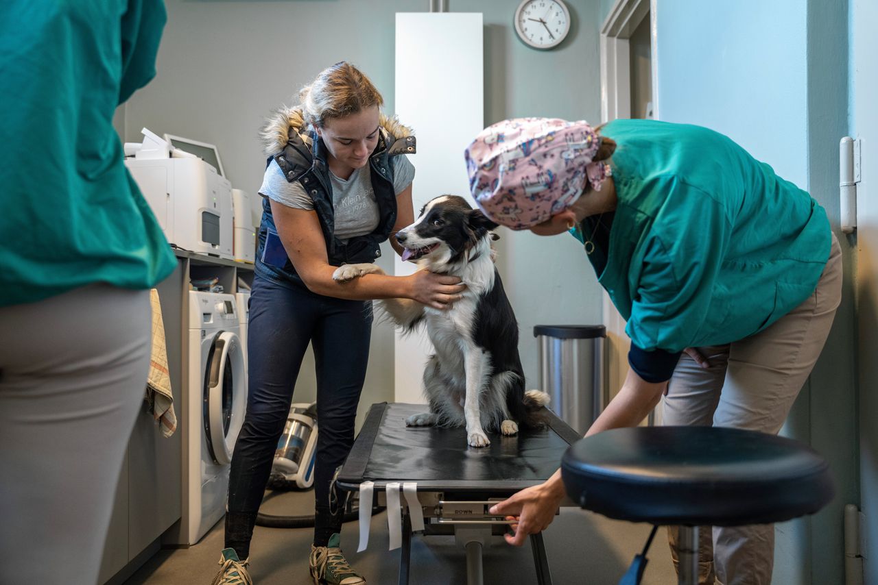 Voorbereidingen voor de sterilisatie van border collie Jip.