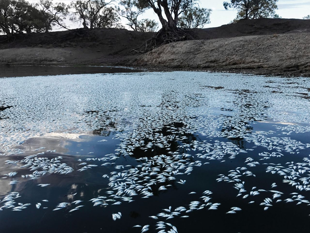 Dode vissen in de Australische rivier de Darling in 2019, als gevolg van zuurstoftekort door zogeheten hydrologische droogte, ofwel een zeer lage waterafvoer.