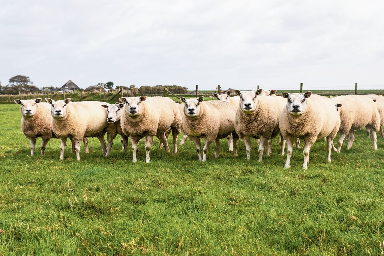 De schapen van boer Jens Barhorst op Texel. Een week geleden was hij gestrest, nu is hij rustiger: „Mijn vader zei: je moet het een beetje loslaten, het is onmacht.”