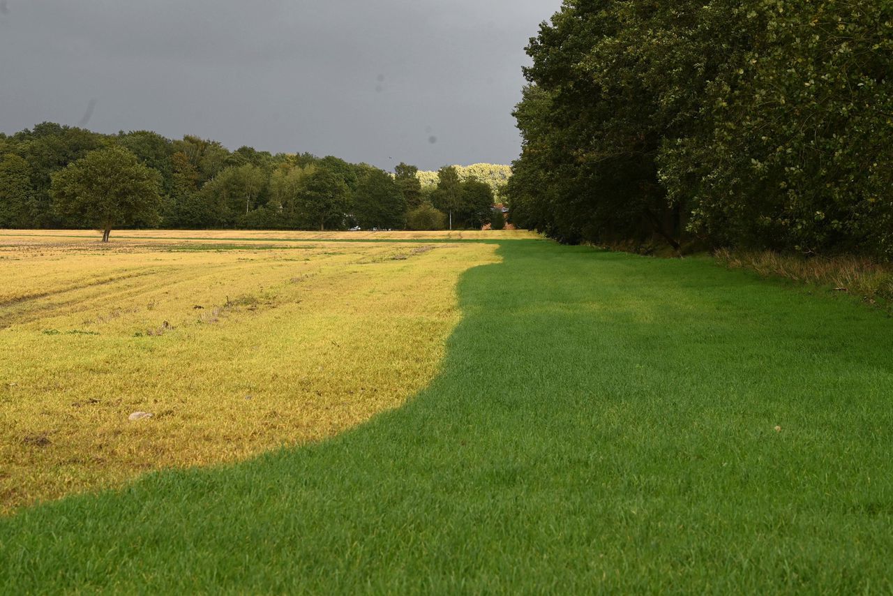 Elke lente doet glyfosaat de landbouwpercelen opnieuw gifgeel kleuren: het pesticide doodt álle planten.