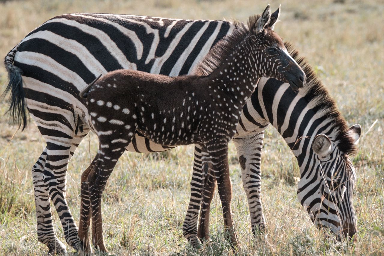 De polka-dot zebra, Tira, met stipvacht, geboren in 2019 in een wildreservaat in Kenia. YASUYOSHI CHIBA