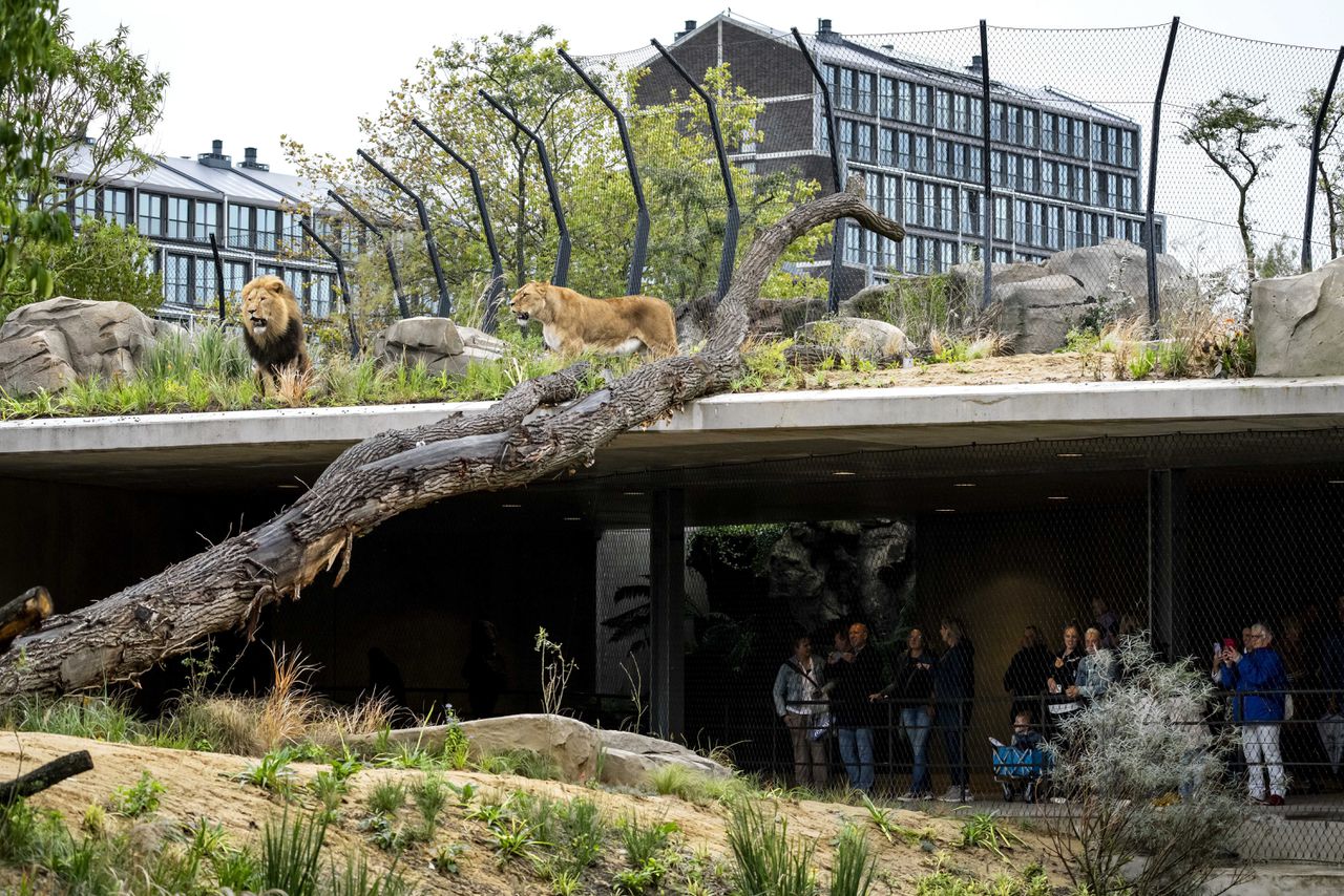 Het nieuwe leeuwenverblijf in Artis werd dinsdag geopend.