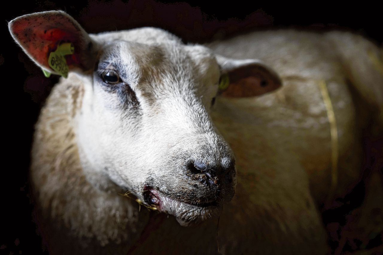 Vooral het niet kunnen eten en drinken wordt de schapen fataal.