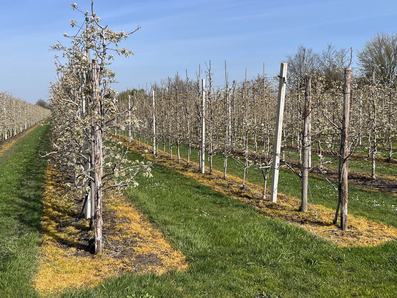 Akkerbouw in de Noordoostpolder, Flevoland. Rondom de bomen is glyfosaat gespoten.