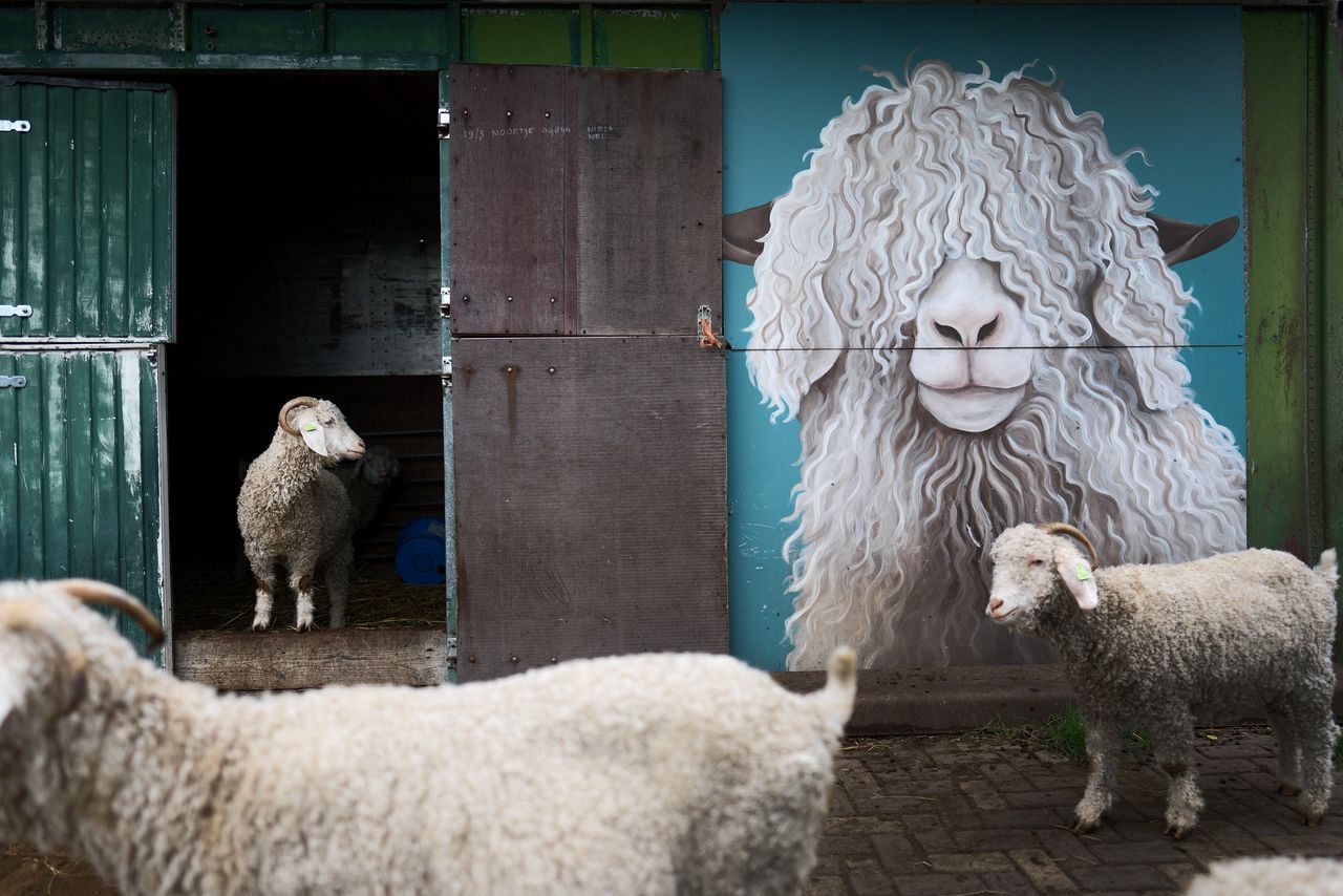 Merinoschapen, leveranciers van niet kriebelende wol, bij The Knitwit Stable in Baambrugge.