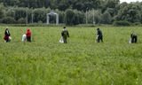 Roemenen aan het werk in een veld met bonen in Almere.