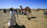 Een dromedarishoeder ten zuiden van Al Fasher, in Noord-Darfur. Rebellengroepen en milities maken de dienst uit in de regio.